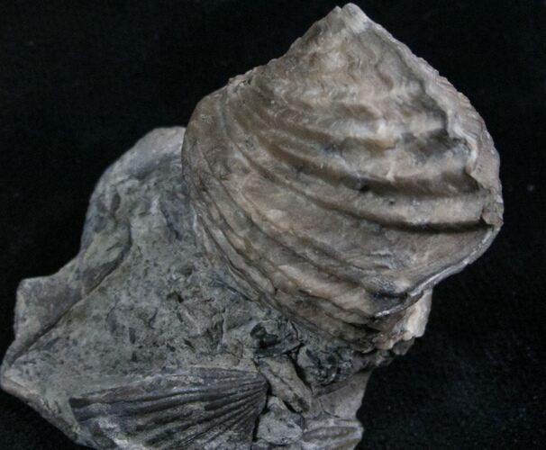 Platystrophia Brachiopod Fossil From Kentucky #6641